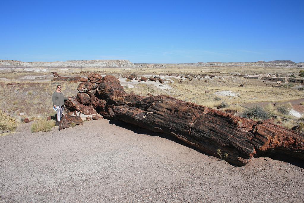 20081027 Walnut Canyon 069.jpg - Petrified Forest - The largest log in the park, it's called the Old Faithfull.